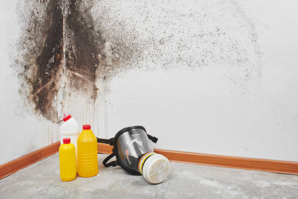 Best Residential Mold Removal  in Porterville, CA