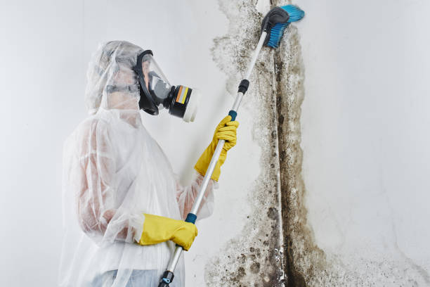 Best Professional Mold Removal  in Porterville, CA