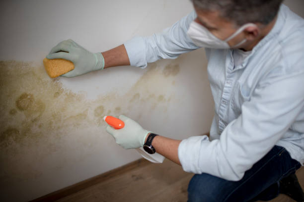Best Attic Mold Removal  in Porterville, CA
