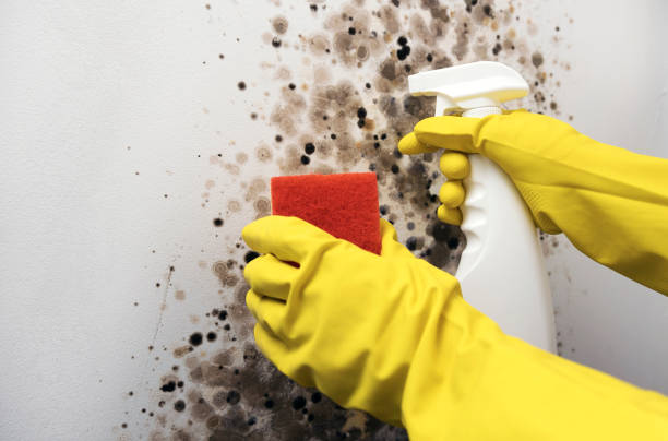 Best Mold Removal Company Near Me  in Porterville, CA