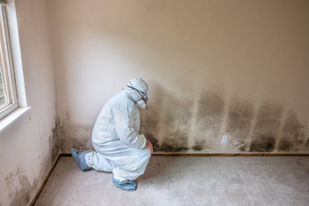 Best Fast Mold Removal  in Porterville, CA