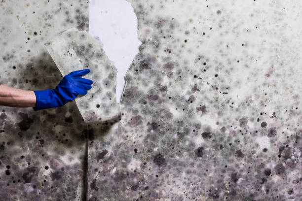 Best Mold Testing  in Porterville, CA